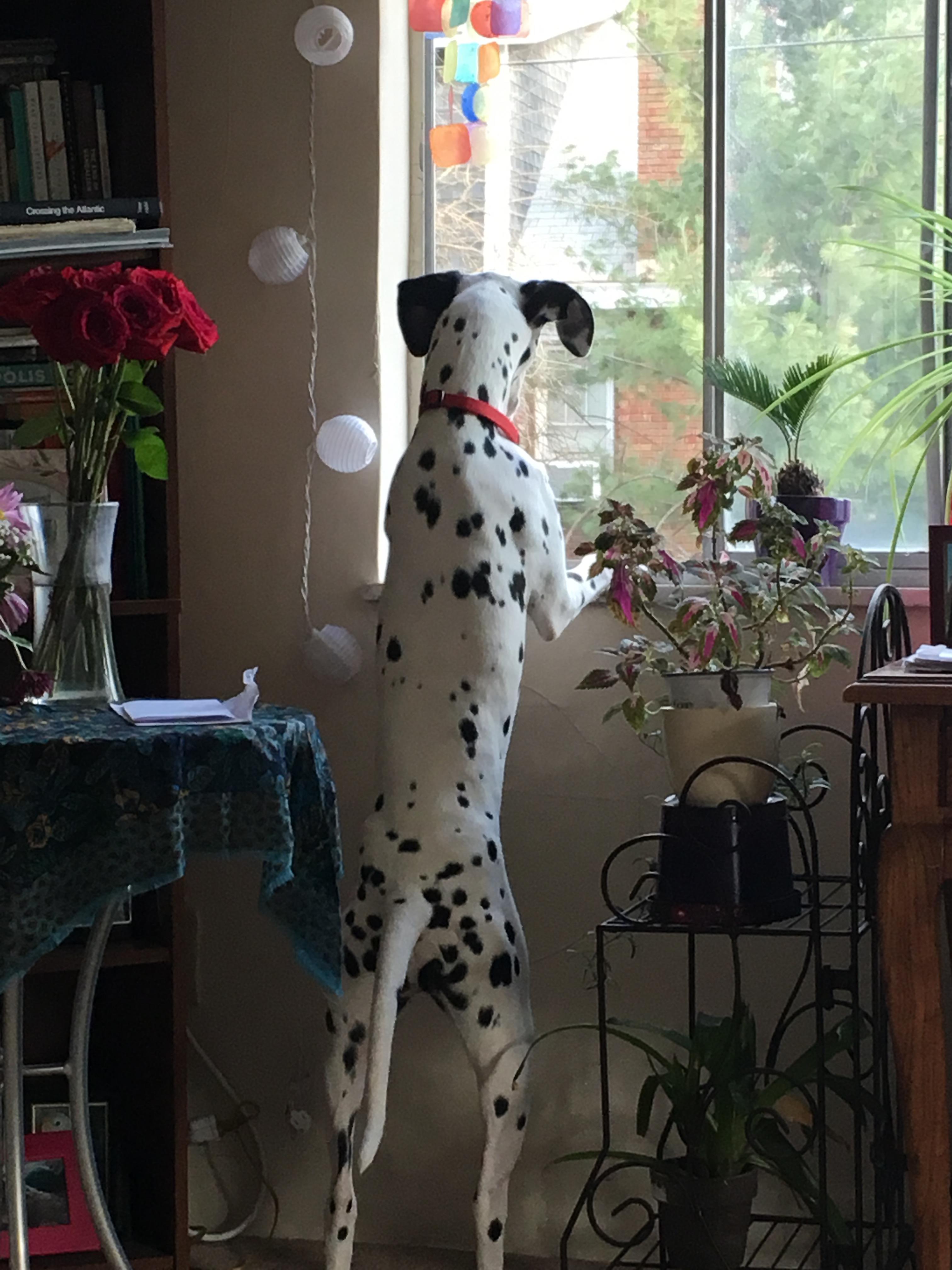 Giant dalmatian hot sale